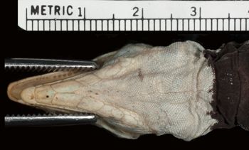 Media type: image;   Herpetology R-17676